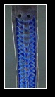 [Click to enlarge image]